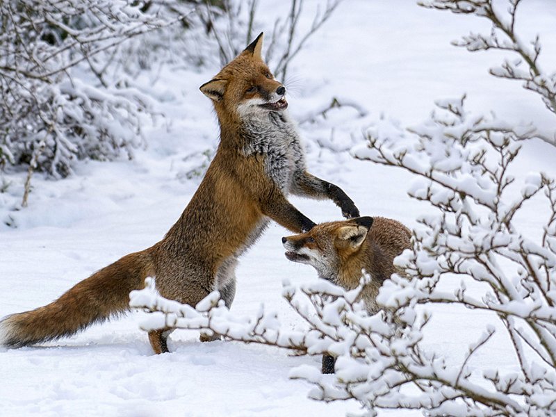 Foxes in the snow win photo competition